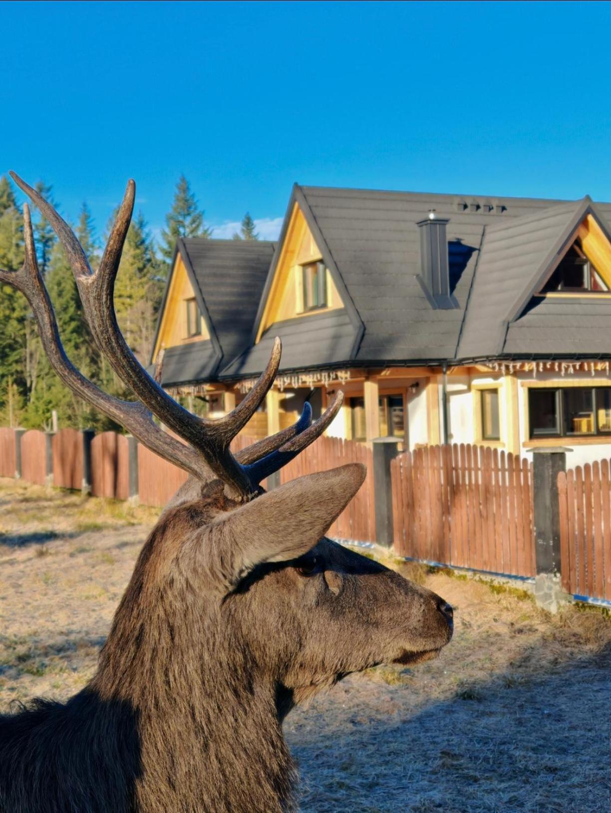 M Domki Zakopane Exteriör bild